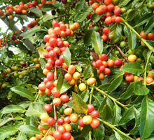 臺灣第一個本土育成咖啡品種「台農1號」